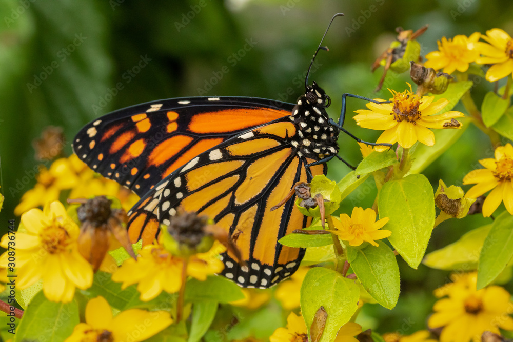 Fototapeta premium Monarch Butterfly Macro