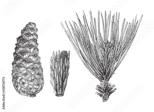 European Black Pine (Pinus nigra) / vintage illustration from Meyers Konversations-Lexikon 1897