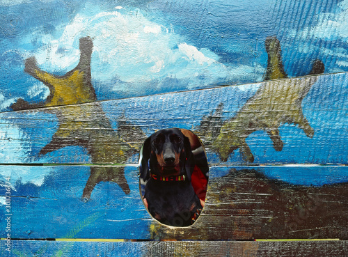 Obraz na płótnie dachshund as a moose