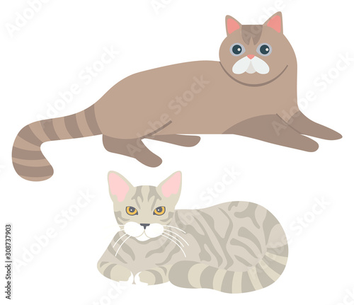 Fluffy cats vector, isolated set of kitty laying on floor. Furry character domesticated mammals, home pets, kittens with fur of grey colors flat style