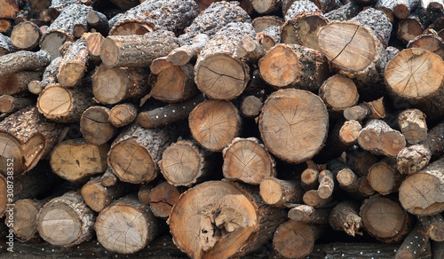 Wooden logs of pine woods in the forest  stacked in a pile.