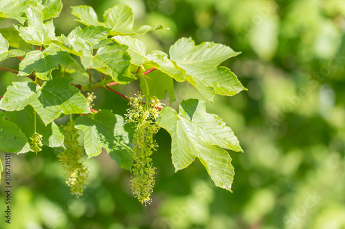 Obraz na plátně Sycamore (Acer pseudoplatanus) branches with flowers in moments of mass flowering