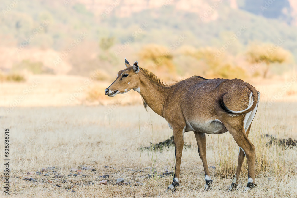 Fototapeta premium Female Antelope or Nilgai