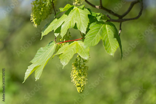 Sycamore (Acer pseudoplatanus) branches with flowers in moments of mass flowering. photo