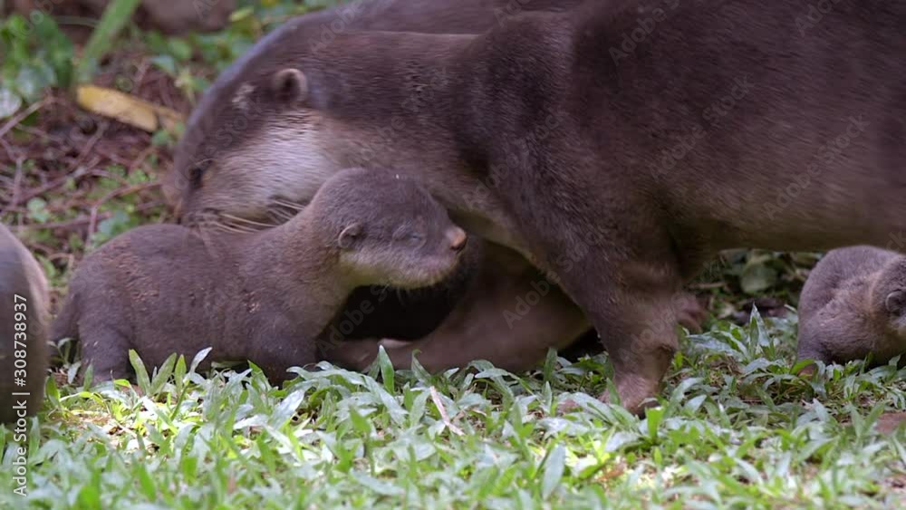 Newborn Smooth Coated Otter Pup With A Defect On His Right Eye Playing In The Grass With Siblings And Adults - Slow Motion Newborn Smooth Coated Otter Pup With A Defect On His Right Eye Playing In The Grass With Siblings And Adults - Slow Motion