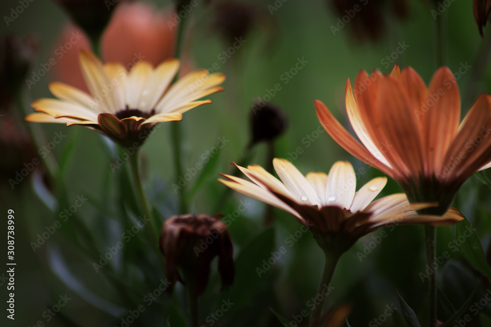 Fototapeta premium bee on flower