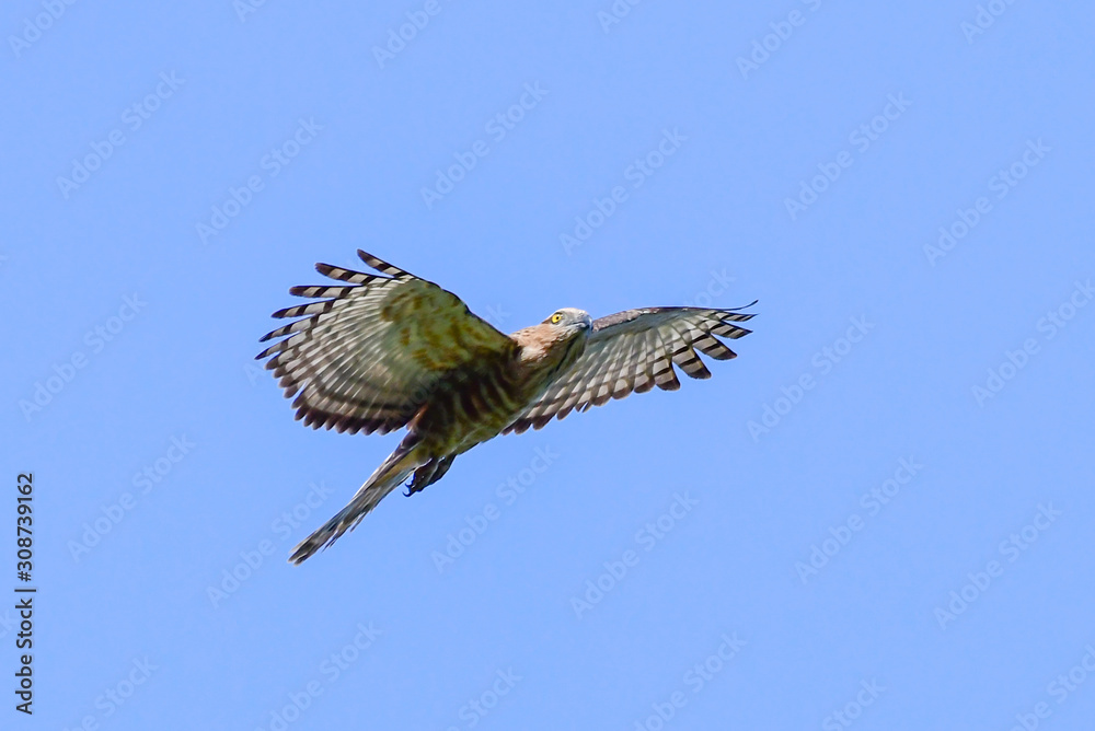 Fototapeta premium Jerdon's Baza (Aviceda jerdoni) Hawk migratory bird flying on the blue sky
