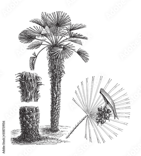 European fan Palm (Chamaerops humilis) / vintage illustration from Meyers Konversations-Lexikon 1897 photo