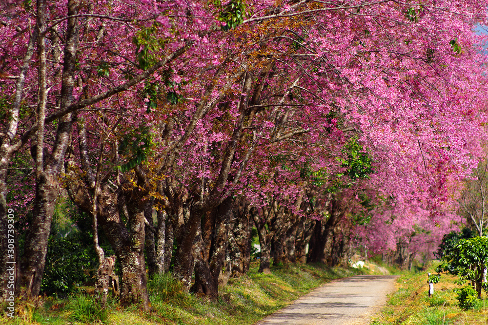 PInk cherry blossom. Thailand.
