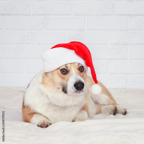 square portrait of a little Corgi dog puppy lying on a white fluffy blanket in Santa's new year holiday red hat © nataba