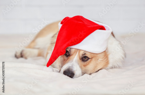 little Corgi dog puppy lies on a white fluffy blanket in Santa's new year holiday red hat © nataba
