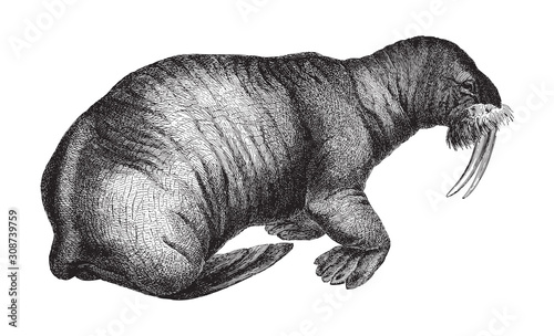 Walrus (Odobenus rosmarus) / vintage illustration from Meyers Konversations-Lexikon 1897