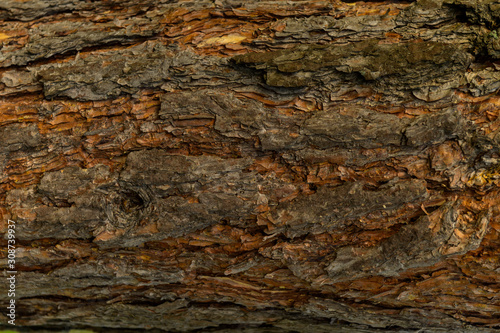 Textured bright pine bark close-up