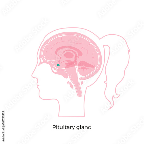 Vector isolated illustration of Pituitary gland  © pikovit