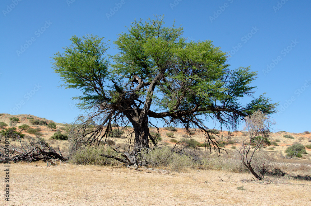 Parc national Kalahari Gemsbok, parc transfrontalier de Kgalagadi, Afrique du Sud