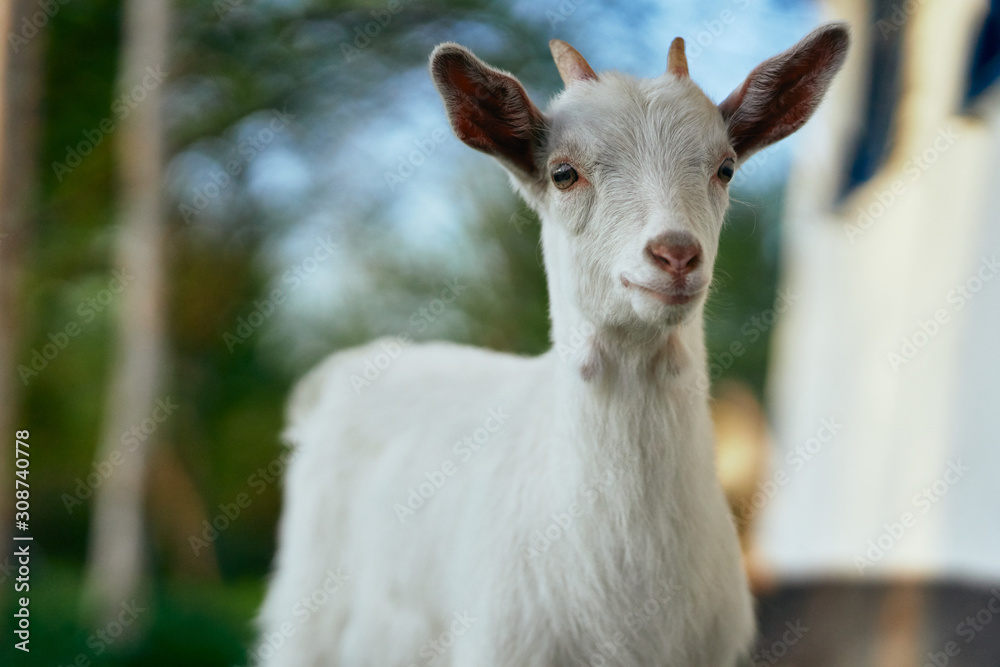 goat on the farm