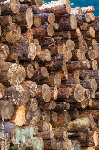 Wooden logs of pine woods in the forest  stacked in a pile.