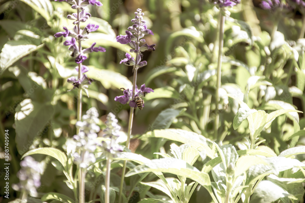 Bees with salvia flowers in the garden Bees with salvia flowers in the garden