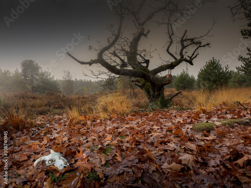 skull in the autumn forest photo