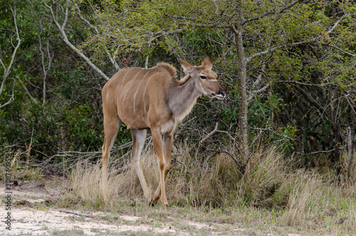 Grand koudou, femelle, Tragelaphus strepsiceros, Afrique du Sud