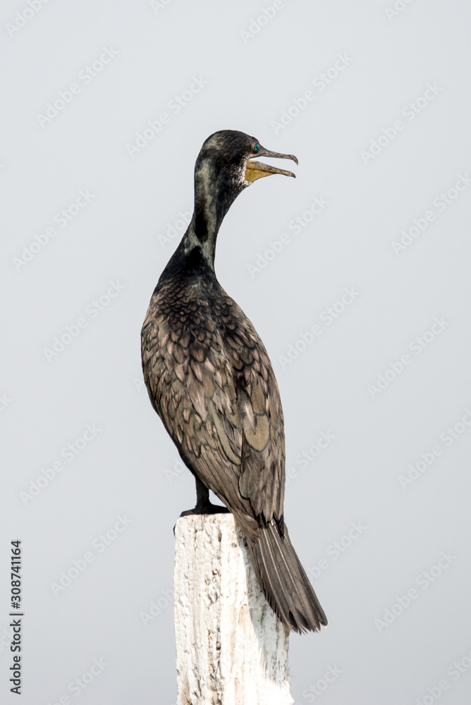 Obraz premium Cormorant perched to dry its wings