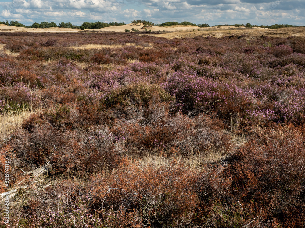 Heather landscape Drunense Dunes with beautiful colors Heather landscape Drunense Dunes with beautiful colors