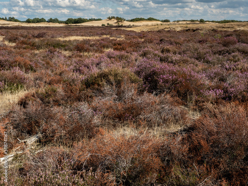 Heather landscape Drunense Dunes with beautiful colors