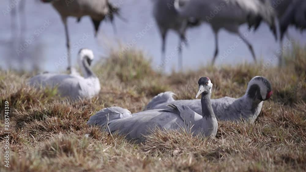 flock of eurasian crane bird laying on ground relaxed preen plumage flock of eurasian crane bird laying on ground relaxed preen plumage