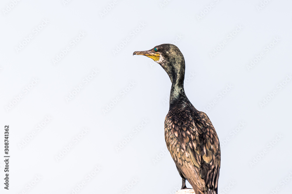 Obraz premium Cormorant perched