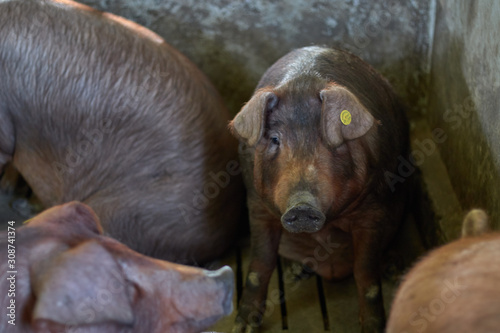 pig face in farm between pigs