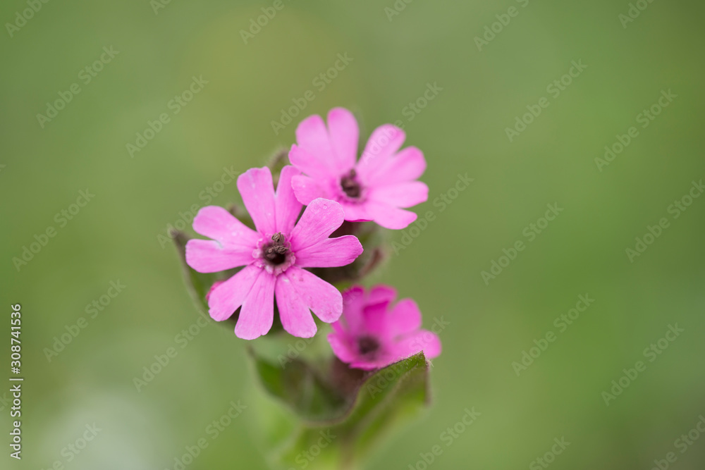 Red campion (Silene dioica). Red campion or Silene dioica on meadow. Red campion (Silene dioica). Red campion or Silene dioica on meadow.