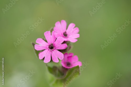 Red campion (Silene dioica). Red campion or Silene dioica on meadow. 