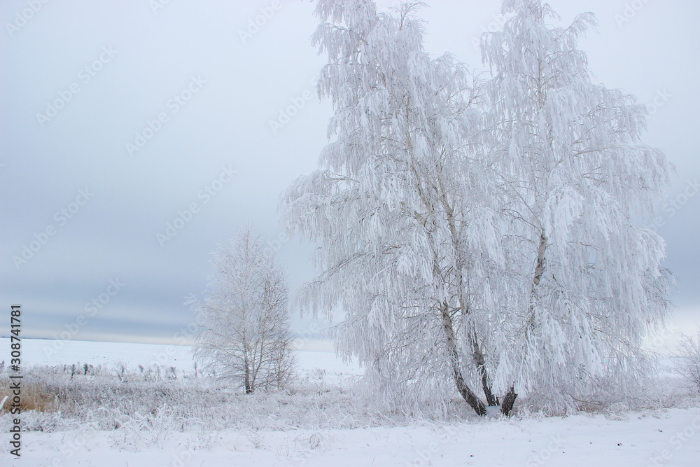 In an open field a lone birch covered with a thick layer of frost In an open field a lone birch covered with a thick layer of frost