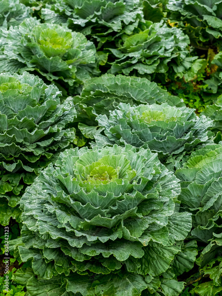 Fresh condition in cabbage garden in the morning, green organic vegetable background. Fresh condition in cabbage garden in the morning, green organic vegetable background.