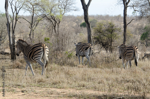 Z  bre de Burchell  Equus quagga  Parc national Kruger  Afrique du Sud