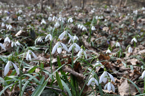 In the forest in spring snowdrops bloom