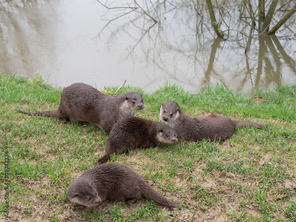 Fototapeta premium Eurasian otter (Lutra lutra) family on pond bank.
