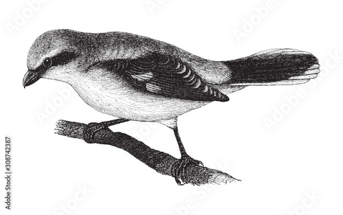 Great Grey Shrike (Lanius excubitor) / vintage illustration from Meyers Konversations-Lexikon 1897