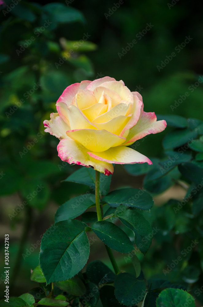 Soft focus beautiful yellow rose with leave in background. with nature background, Thailand Soft focus beautiful yellow rose with leave in background. with nature background, Thailand