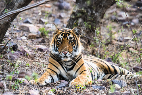 Litter of Tigeress T-19 Krishna photo