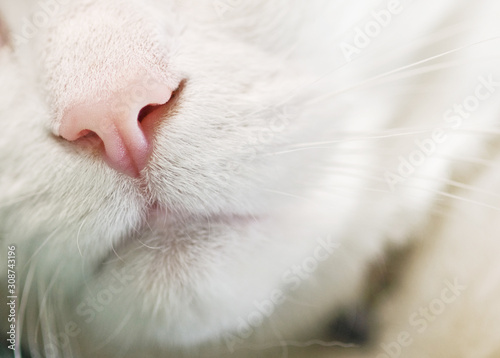 White Cat Pink Nose Macro