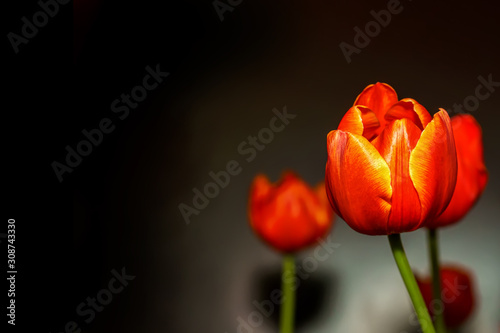 Orange tulip prominent and beautiful on a black background.