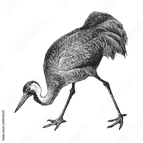 Common Crane (Grus communis) / vintage illustration from Meyers Konversations-Lexikon 1897