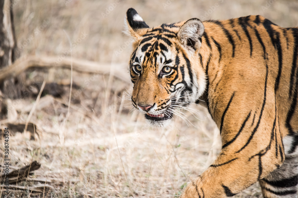 Royal Bengal Tiger T-19 Krishna Royal Bengal Tiger T-19 Krishna