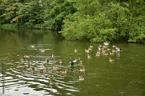 Canards nageant dans le lac le long de la végétation luxuriante au square Marie-Louise à Bruxelles
