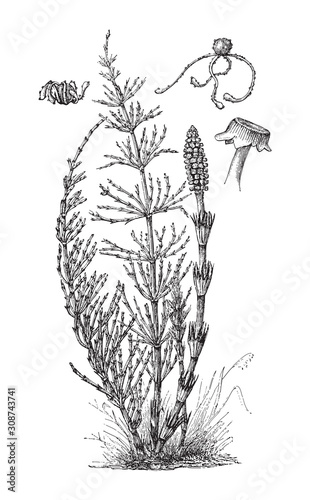 Field Horsetail (Equisetum arvense) / vintage illustration from Meyers Konversations-Lexikon 1897