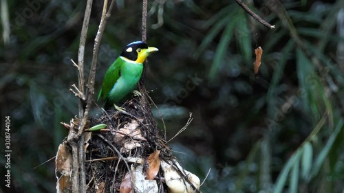 Long tailed broadbill bird in nauture
