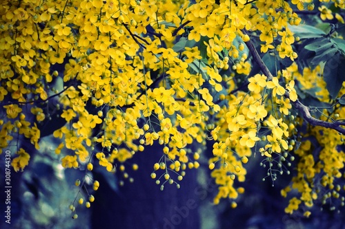 beautiful yellow flowers 
