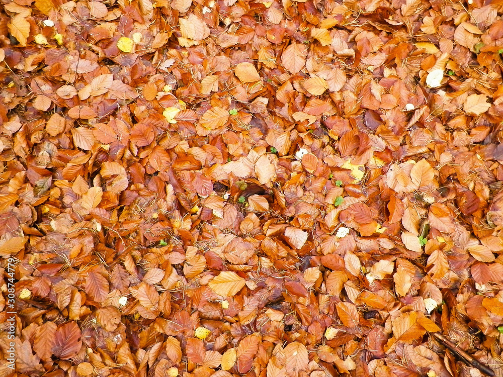 Golden autumnal leaves as nature background. Golden autumnal leaves as nature background.