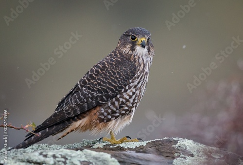 Closeup shot of a Wild New Zealand native falcon Karearea perched on a rock photo